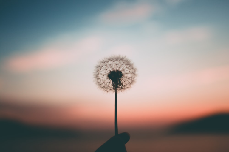 A hand holds a dandelion seed head against a backdrop of a colorful sunset sky, with blue, orange, and pink hues.